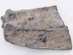 Plaque costale de tortue fossile du jurassique Boulonnais
